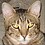 CatsAreGods